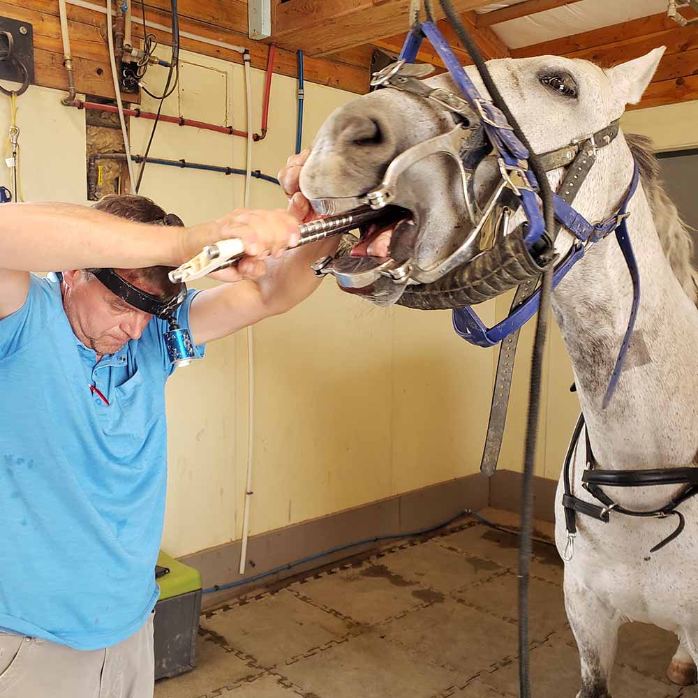 Equine Dental Care, Longmont Veterinarians
