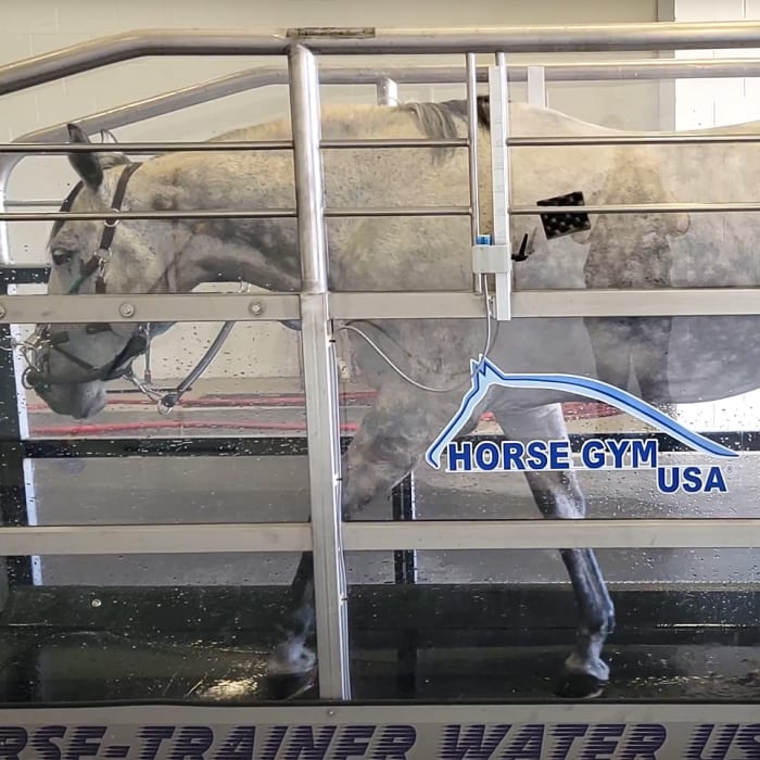 Horse Water Treadmill, Longmont Vet