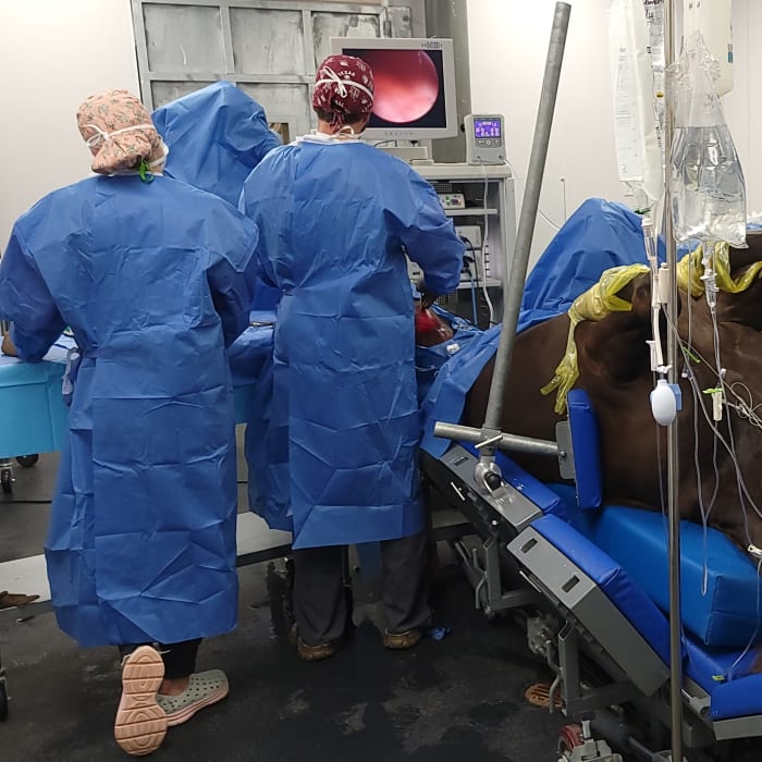 Equine Surgery, Longmont Veterinarians